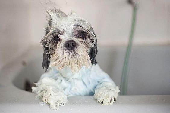 幫狗狗洗澡，有可能可以擺脫現有的跳蚤，但也不一定能讓它們脫落。（Pinterest）
