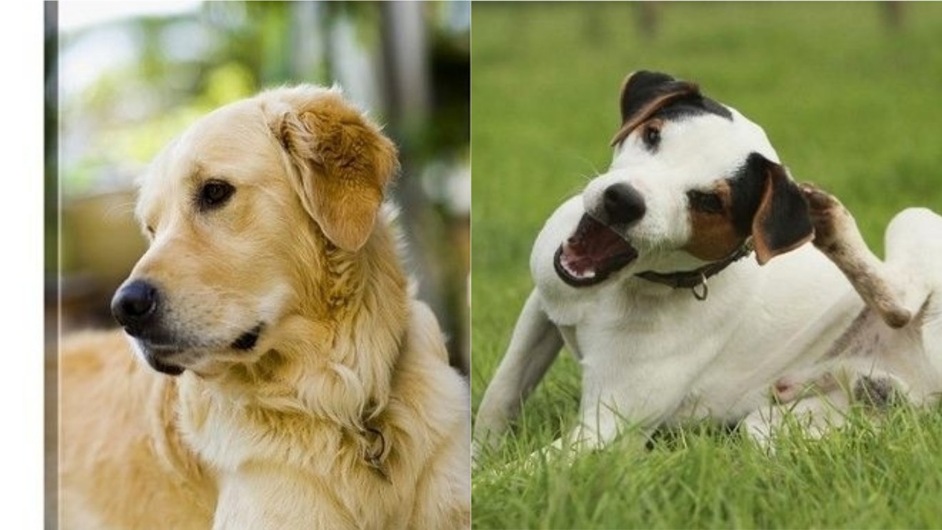 【狗蚤】不要輕視跳蚤 嚴重可致命!4招助愛犬不再癢 【狗蚤】不要輕視跳蚤 嚴重可致命!4招助愛犬不再癢