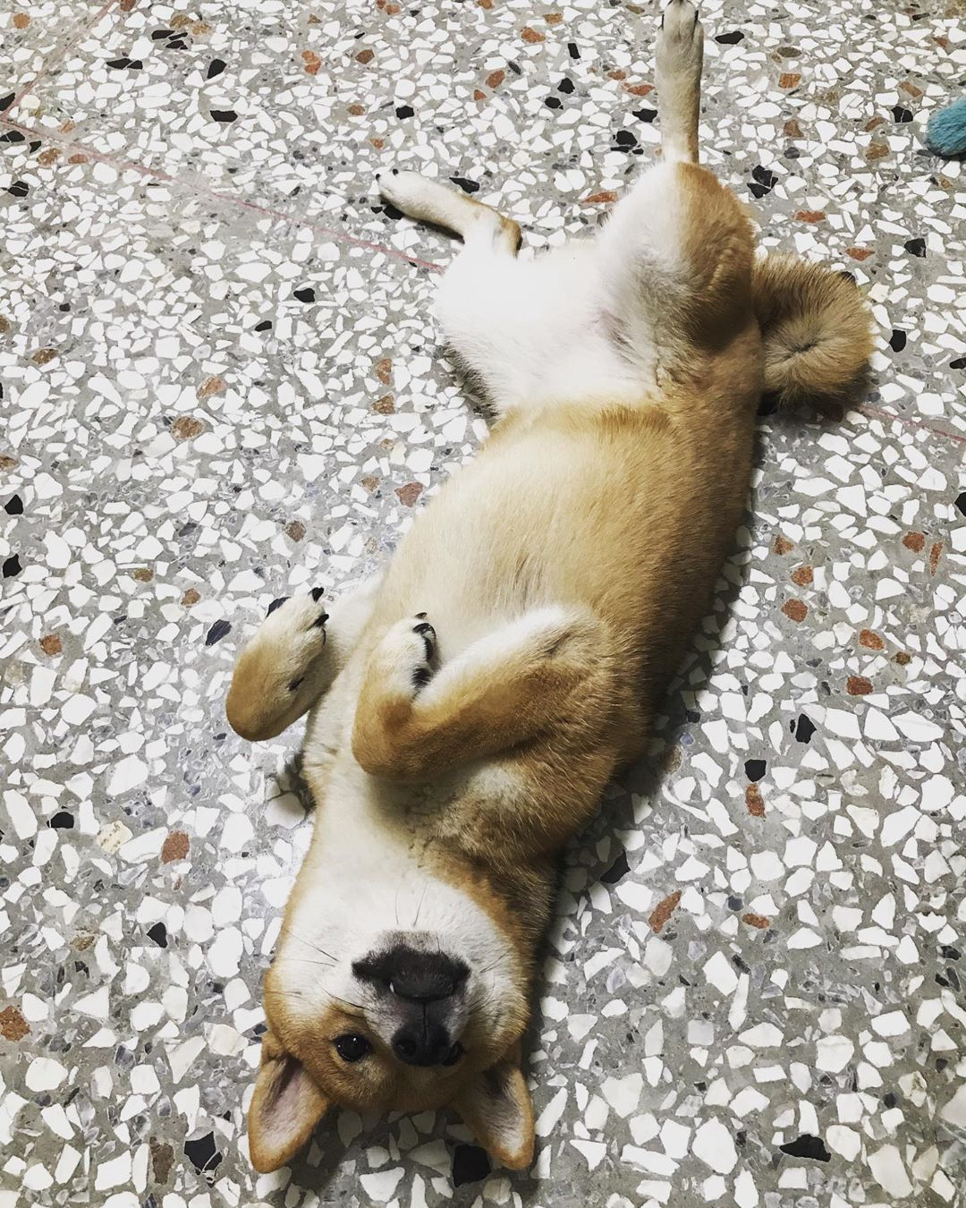 (IG@akishibainudog) (IG@akishibainudog)