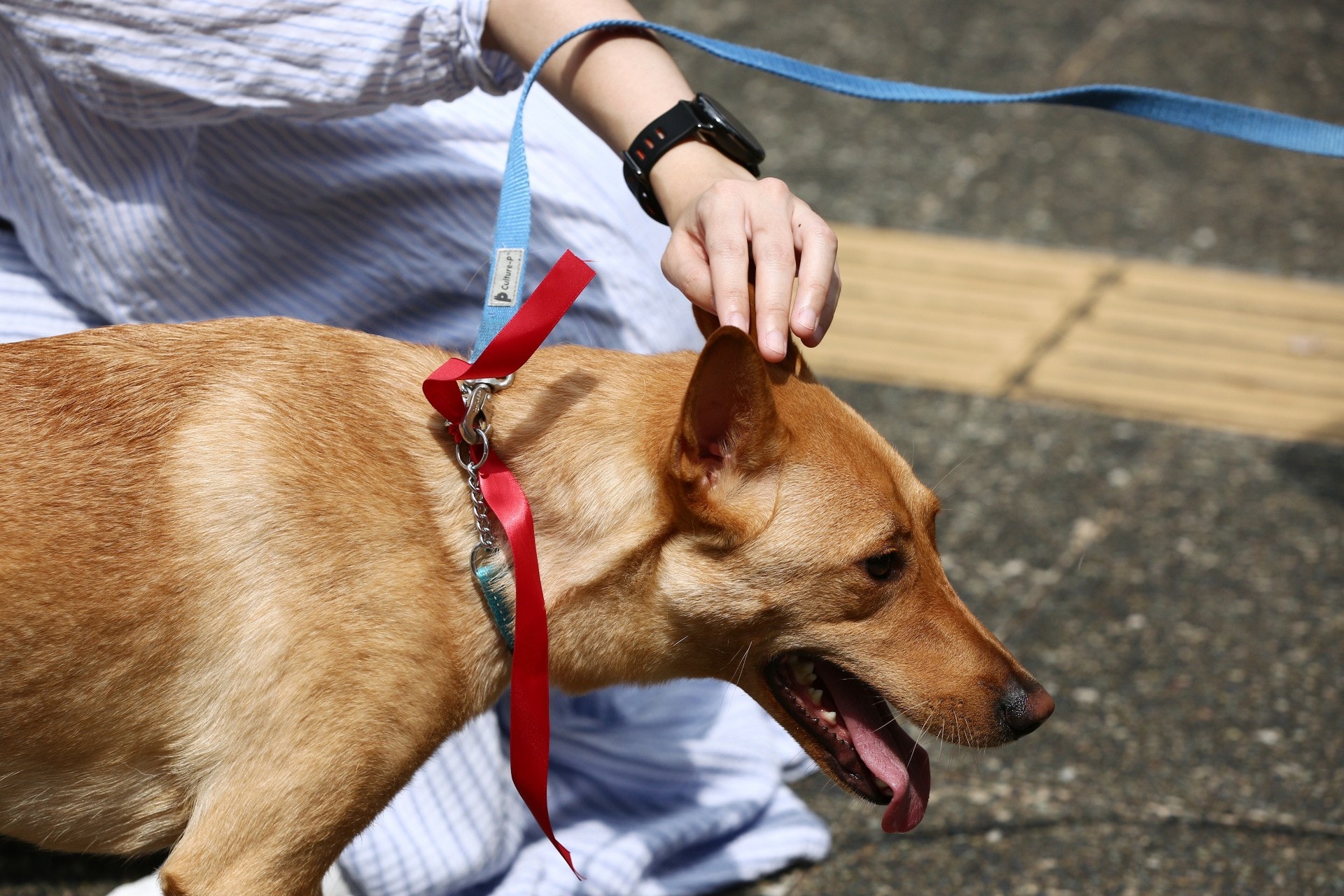 不少市民帶同寵物一同遊行。(羅君豪攝) 不少市民帶同寵物一同遊行。(羅君豪攝)