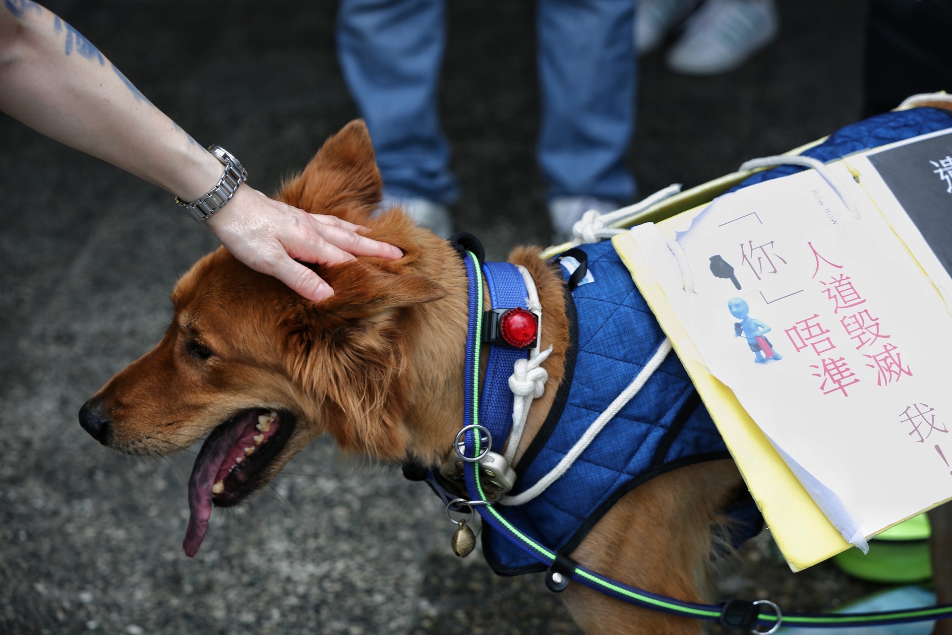 不少市民帶同寵物一同遊行。(羅君豪攝) 不少市民帶同寵物一同遊行。(羅君豪攝)