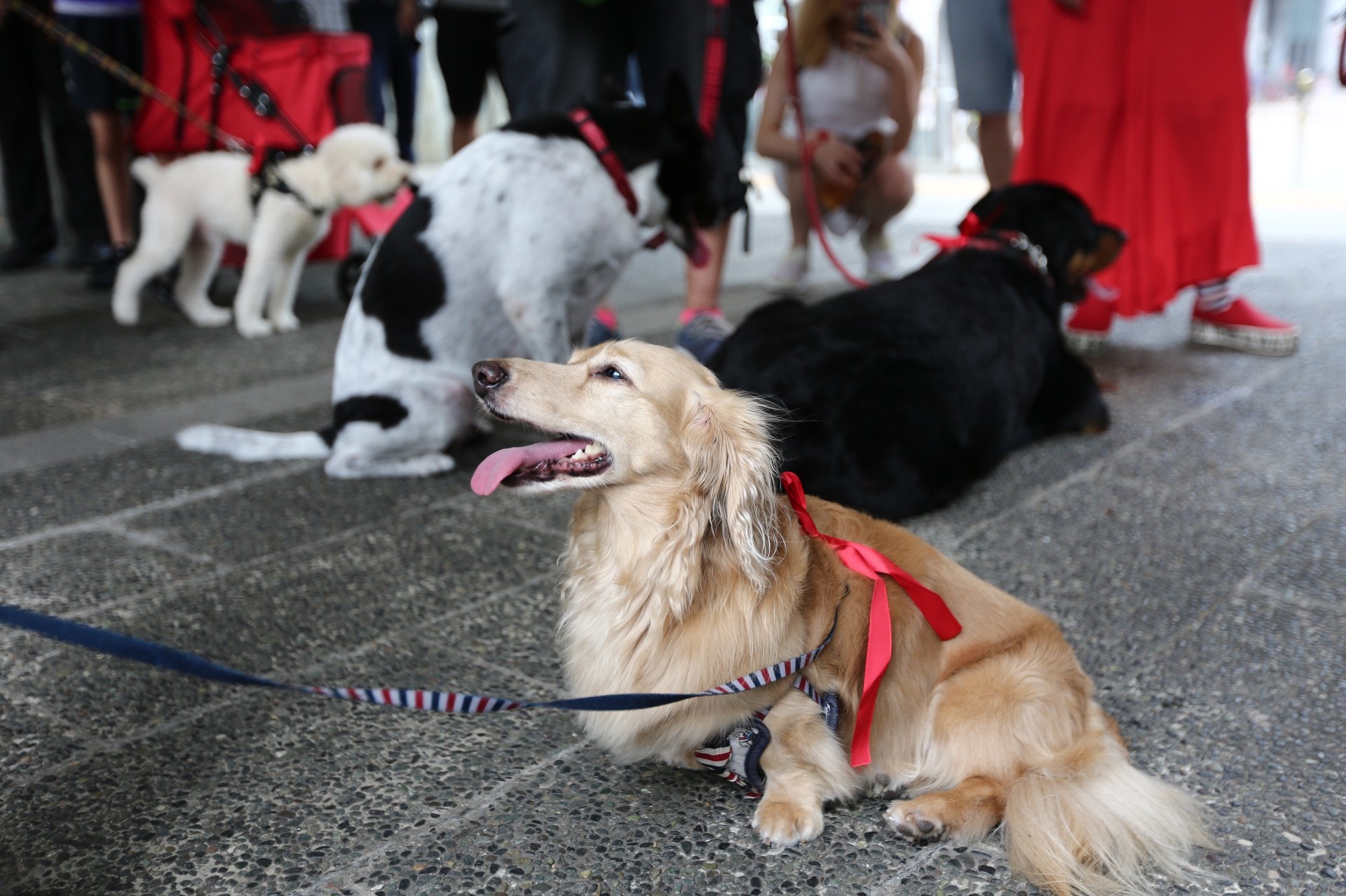 不少市民帶同寵物一同遊行。(羅君豪攝) 不少市民帶同寵物一同遊行。(羅君豪攝)
