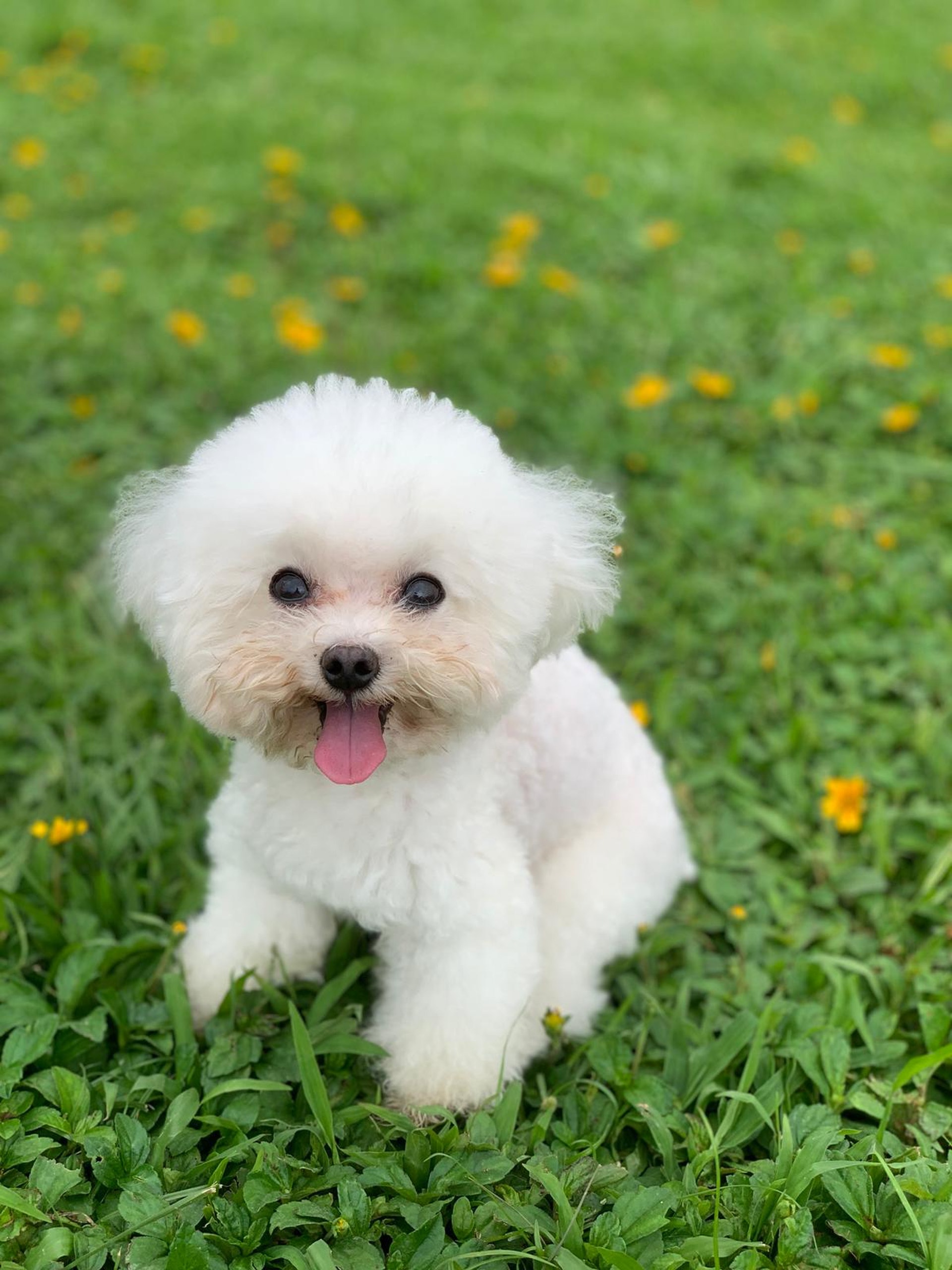 本月13日,Uni在彭福公園內走到一片小黃菊附近嬉戲。(受訪者提供) 本月13日,Uni在彭福公園內走到一片小黃菊附近嬉戲。(受訪者提供)