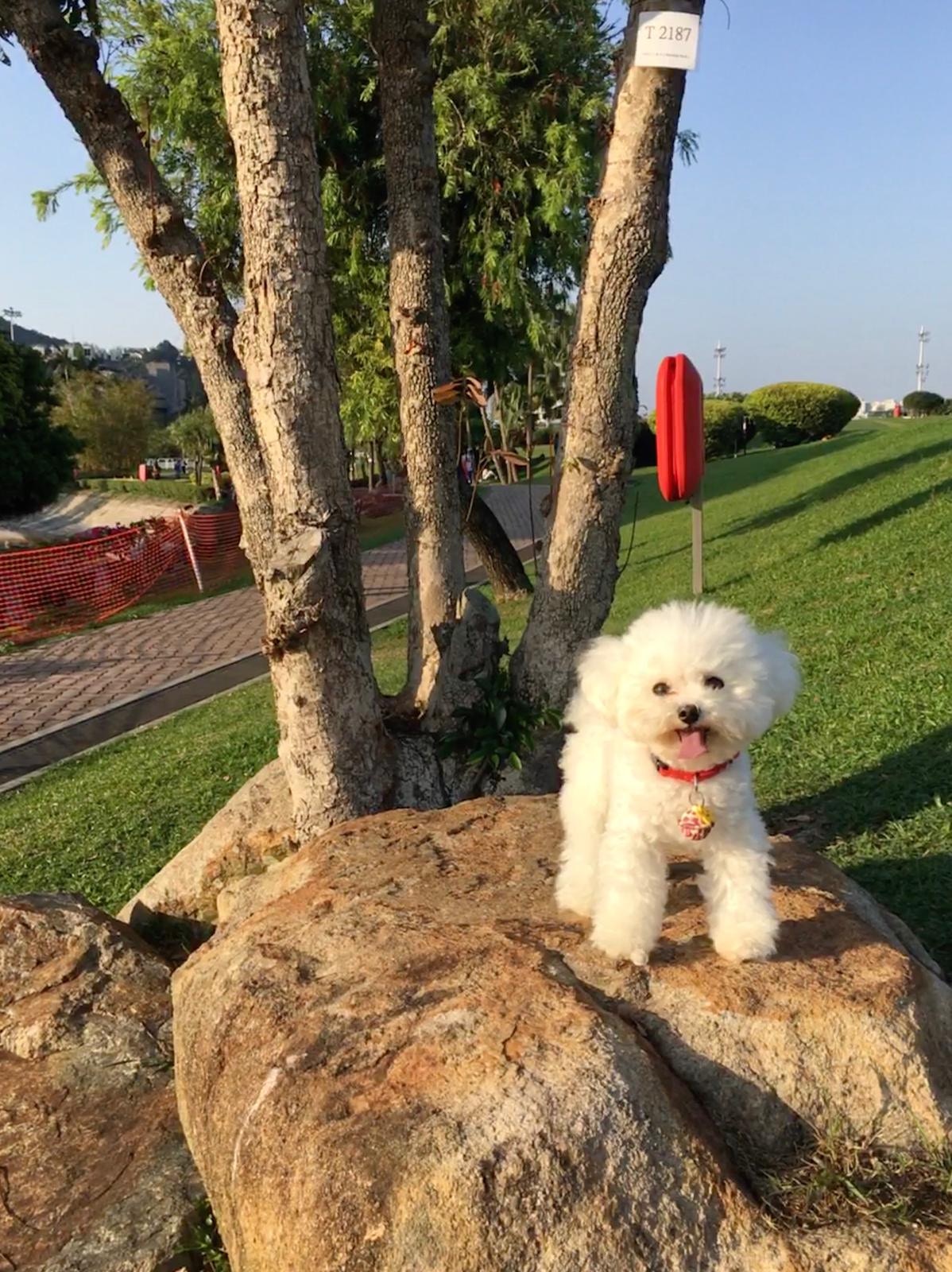 吳小姐時常帶Uni外出遊玩,看盡美景。(受訪者提供) 吳小姐時常帶Uni外出遊玩,看盡美景。(受訪者提供)