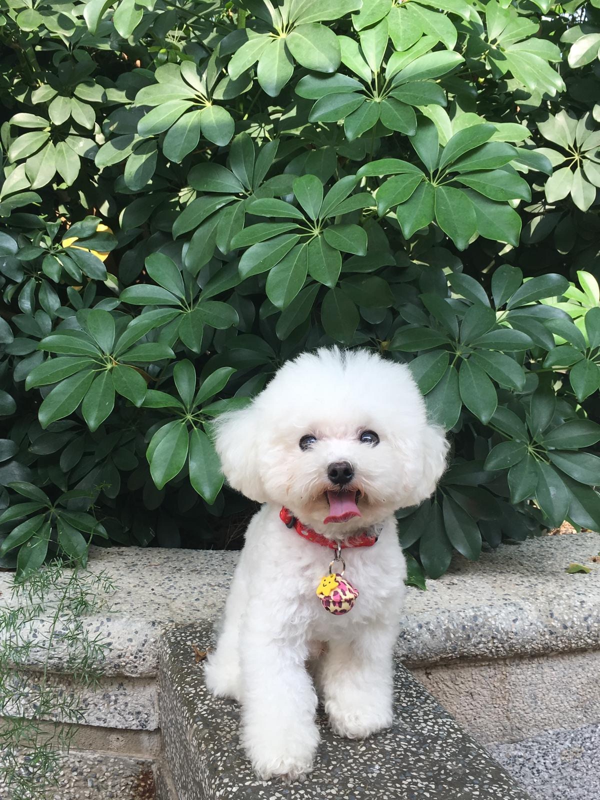 吳小姐時常帶Uni外出遊玩。(受訪者提供) 吳小姐時常帶Uni外出遊玩。(受訪者提供)