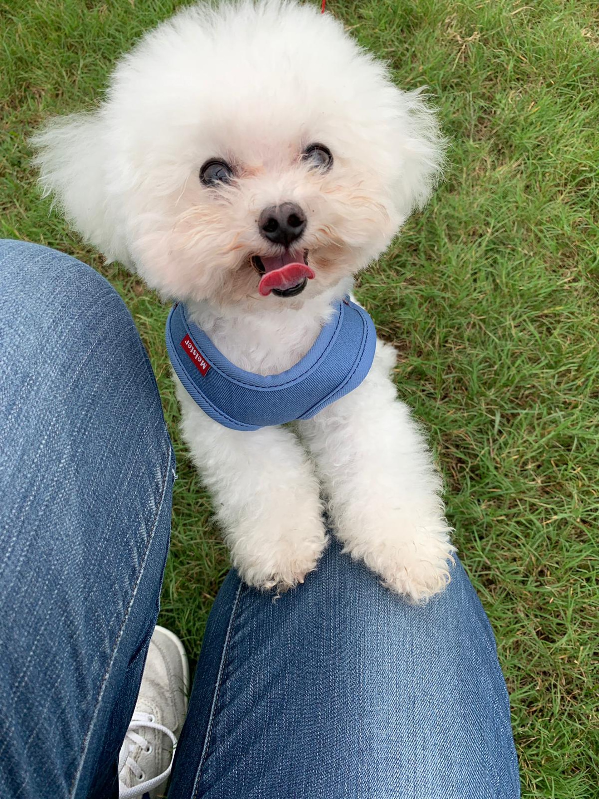 吳小姐及其丈夫未育有子女,因此Uni對他們而言是兒子般的存在。(受訪者提供) 吳小姐及其丈夫未育有子女,因此Uni對他們而言是兒子般的存在。(受訪者提供)