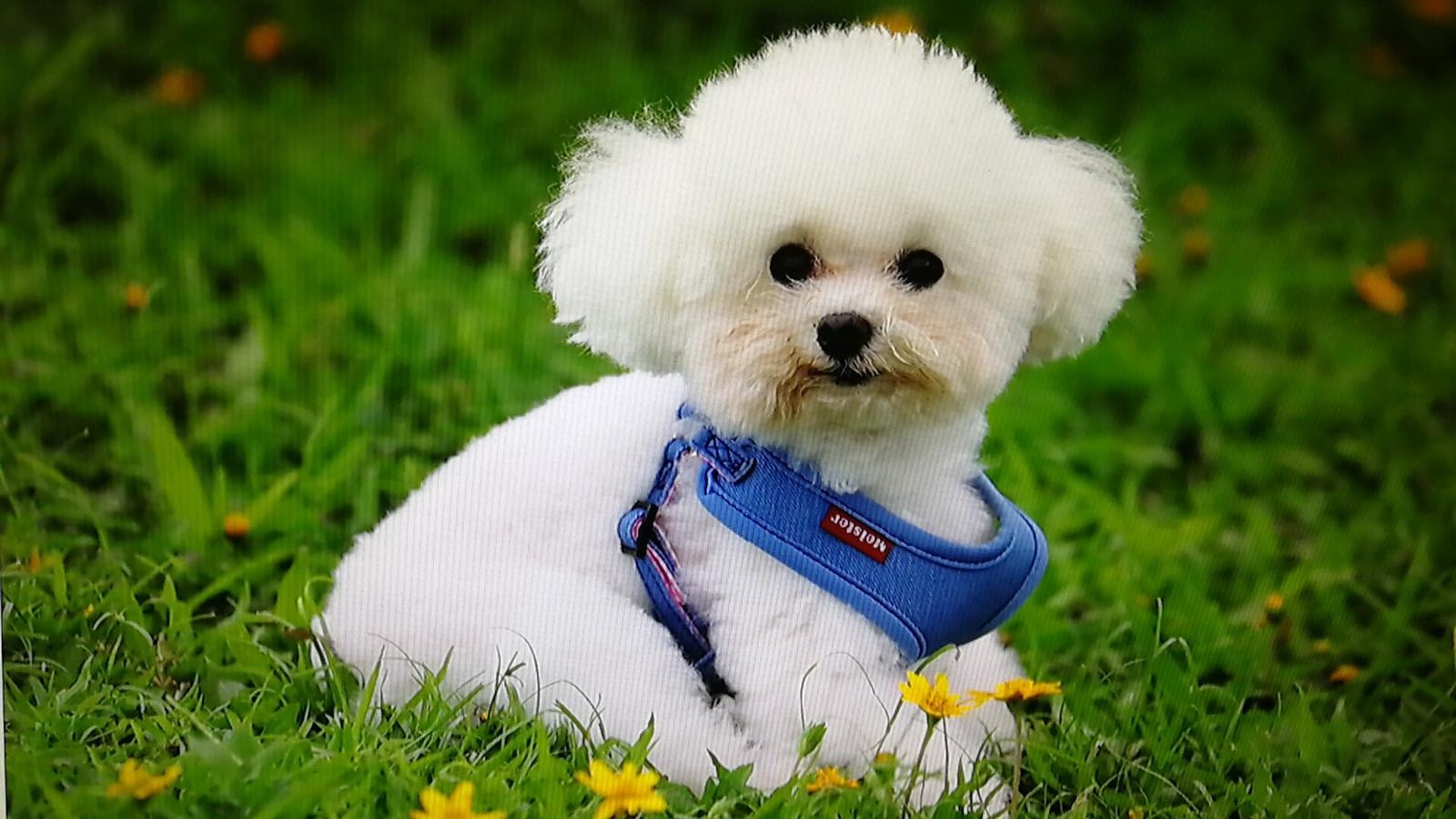 吳小姐從該名攝影師手上取回這批照片。(受訪者提供) 吳小姐從該名攝影師手上取回這批照片。(受訪者提供)