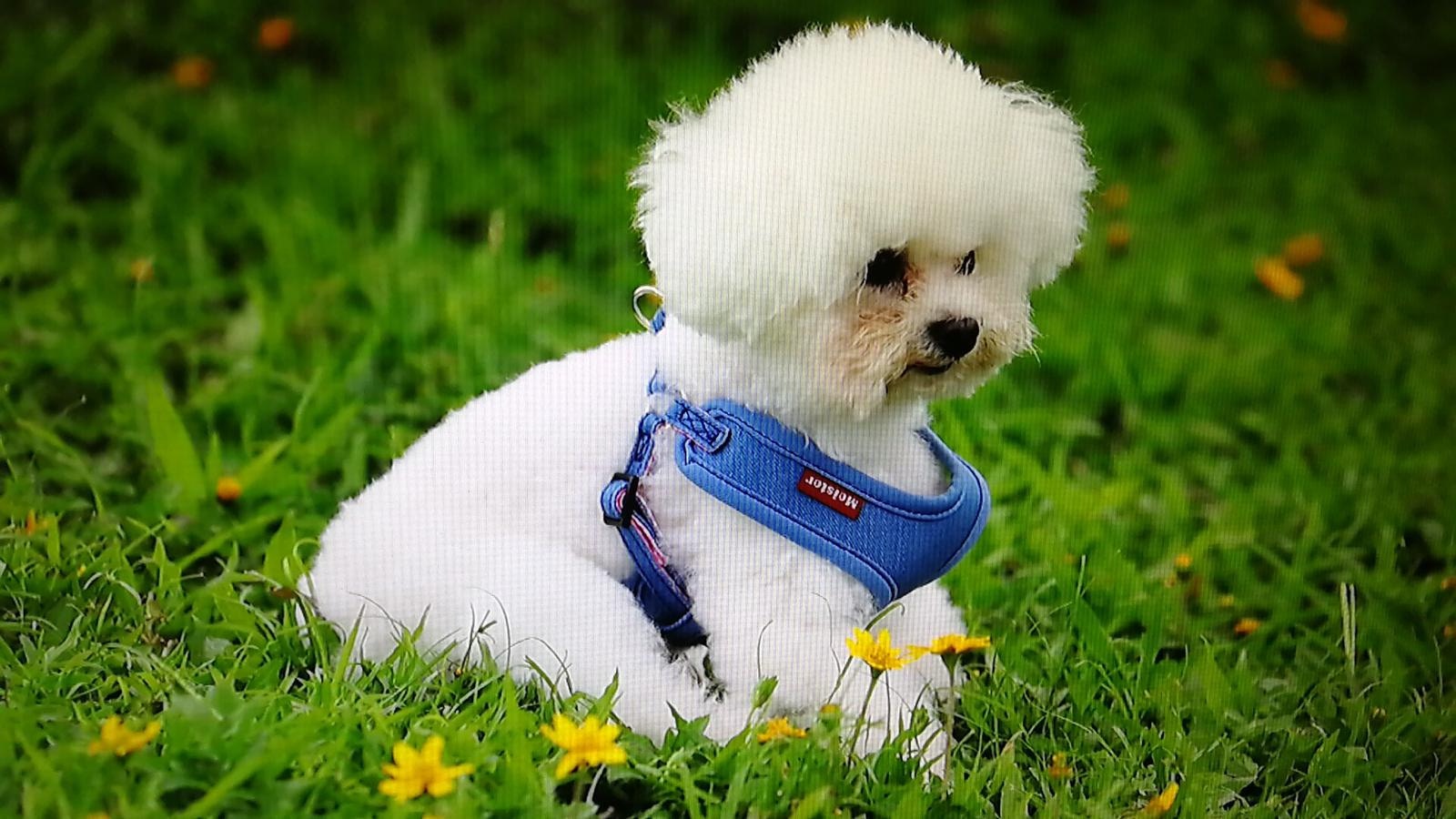 吳小姐從該名攝影師手上取回這批照片。(受訪者提供) 吳小姐從該名攝影師手上取回這批照片。(受訪者提供)