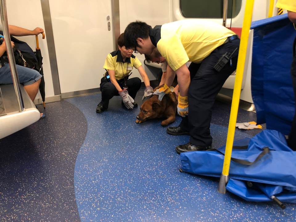 《香港01》記者早前乘搭西鐵綫列車,由荃灣西上車時,發現一隻狗在最後一列車卡安坐。(林景輝攝) 《香港01》記者早前乘搭西鐵綫列車,由荃灣西上車時,發現一隻狗在最後一列車卡安坐。(林景輝攝)