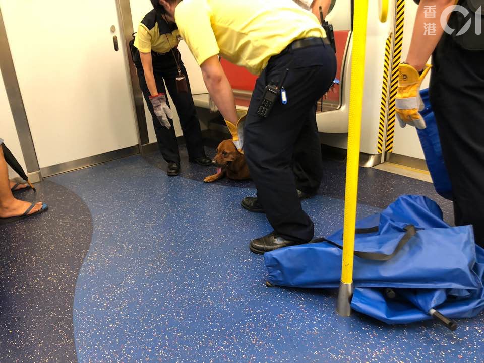 《香港01》記者早前乘搭西鐵綫列車,由荃灣西上車時,發現一隻狗在最後一列車卡安坐。(林景輝攝) 《香港01》記者早前乘搭西鐵綫列車,由荃灣西上車時,發現一隻狗在最後一列車卡安坐。(林景輝攝)