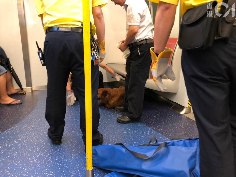 《香港01》記者早前乘搭西鐵綫列車,由荃灣西上車時,發現一隻狗在最後一列車卡安坐。(林景輝攝) 《香港01》記者早前乘搭西鐵綫列車,由荃灣西上車時,發現一隻狗在最後一列車卡安坐。(林景輝攝)