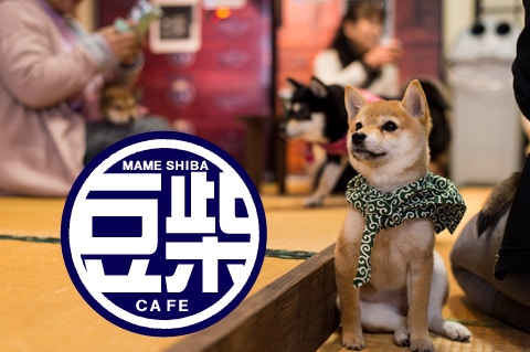 日柴犬cafe推介 超萌豆柴駐場入場前必知10大事項