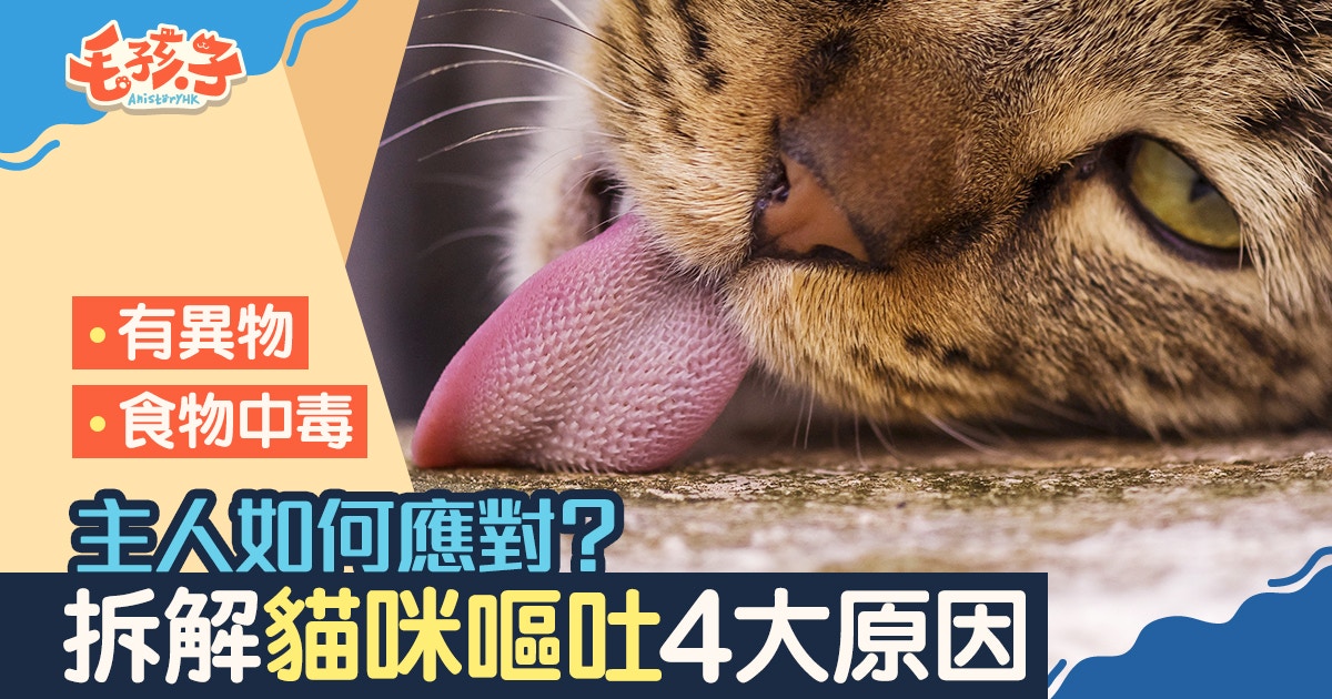 【貓嘔吐】嘔吐不可輕視！ 4個常見原因及應對方法｜香港01｜寵物