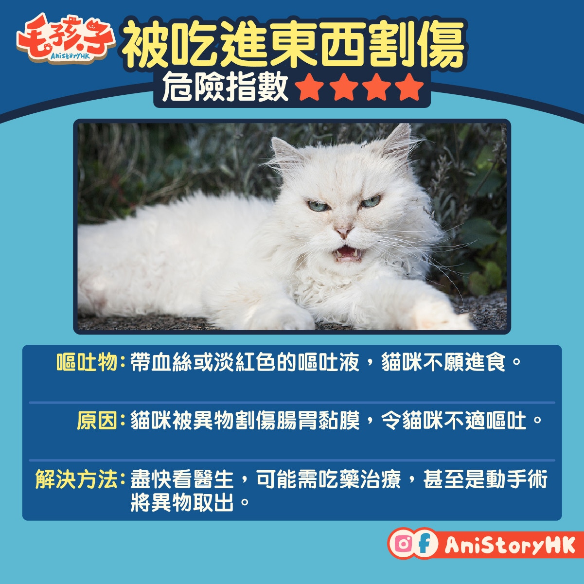 貓嘔吐】嘔吐不可輕視！ 4個常見原因及應對方法｜香港01｜寵物