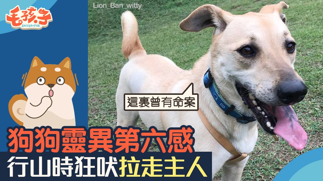 第六感 狗狗行山時突反常狂吠主人隔天看新聞後毛骨悚然 香港01 寵物