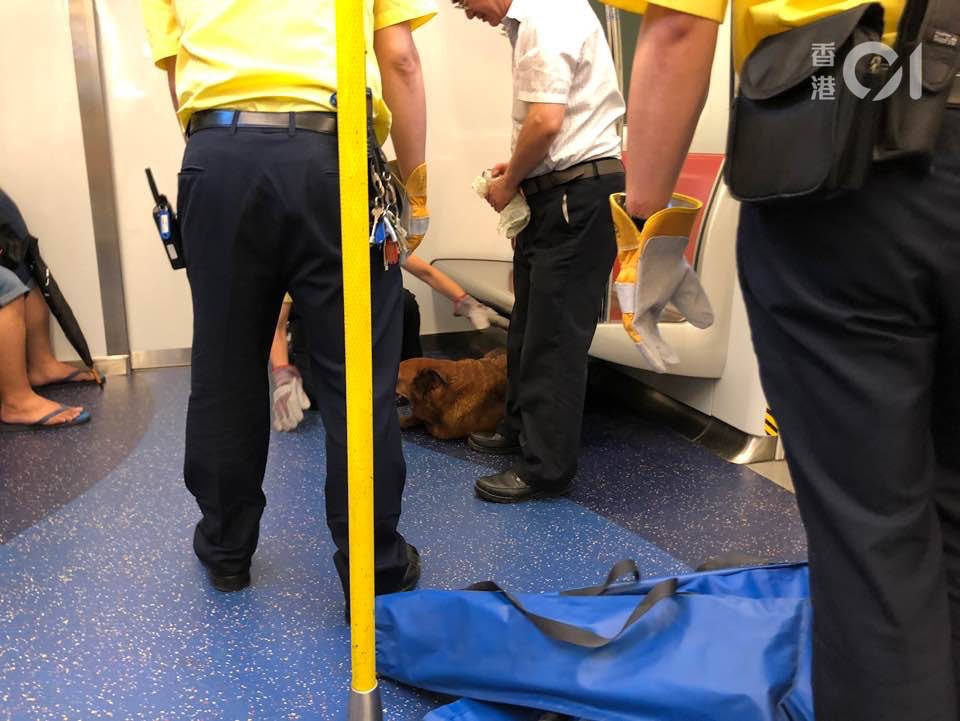 《香港01》記者早前乘搭西鐵綫列車,由荃灣西上車時,發現一隻狗在最後一列車卡安坐。(資料圖片/林景輝攝) 《香港01》記者早前乘搭西鐵綫列車,由荃灣西上車時,發現一隻狗在最後一列車卡安坐。(資料圖片/林景輝攝)