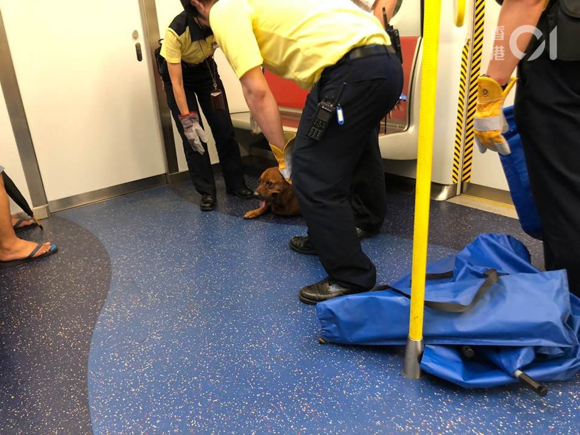 《香港01》記者早前乘搭西鐵綫列車,由荃灣西上車時,發現一隻狗在最後一列車卡安坐。(資料圖片/林景輝攝) 《香港01》記者早前乘搭西鐵綫列車,由荃灣西上車時,發現一隻狗在最後一列車卡安坐。(資料圖片/林景輝攝)