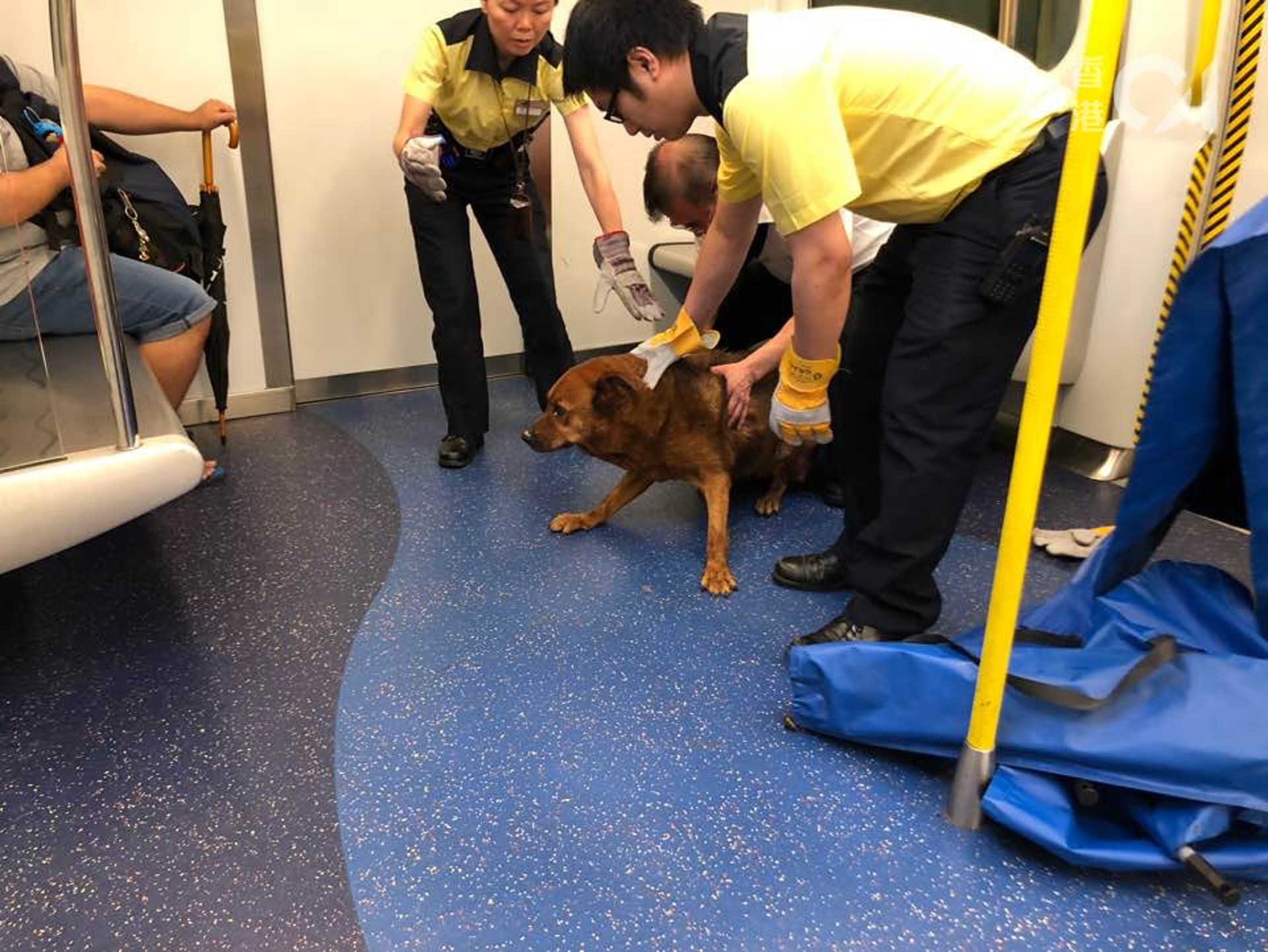 《香港01》記者早前乘搭西鐵綫列車，由荃灣西上車時，發現一隻狗在最後一列車卡安坐。（資料圖片/林景輝攝）