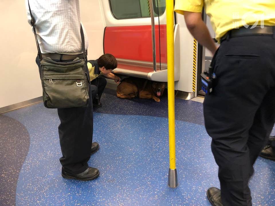 《香港01》記者早前乘搭西鐵綫列車，由荃灣西上車時，發現一隻狗在最後一列車卡安坐。（資料圖片/林景輝攝）