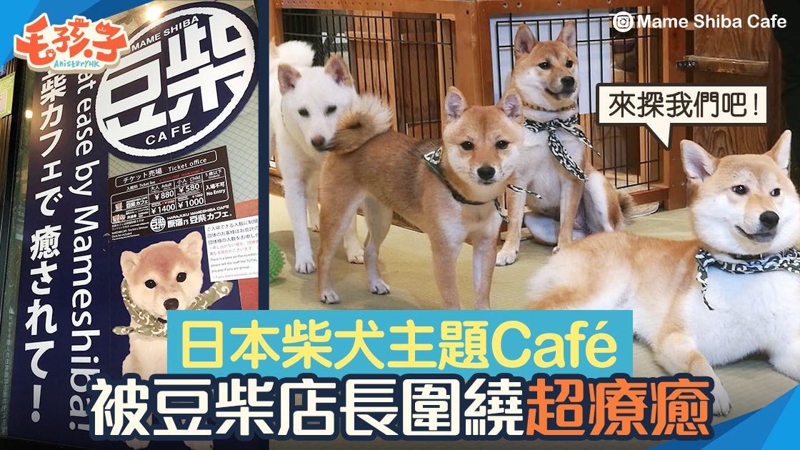 日柴犬cafe推介 超萌豆柴駐場入場前必知10大事項 香港01 寵物