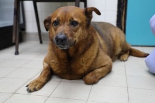 愛協接收唐狗並取名「雨雨」。(愛護動物協會提供) 愛協接收唐狗並取名「雨雨」。(愛護動物協會提供)