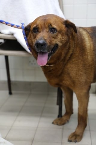 經檢查發現雨雨有心絲蟲病。(愛護動物協會提供) 經檢查發現雨雨有心絲蟲病。(愛護動物協會提供)