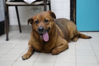 經檢查發現雨雨有心絲蟲病。(愛護動物協會提供) 經檢查發現雨雨有心絲蟲病。(愛護動物協會提供)