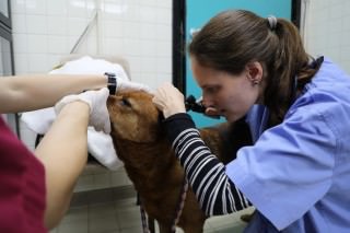 經檢查發現雨雨有心絲蟲病。(愛護動物協會提供) 經檢查發現雨雨有心絲蟲病。(愛護動物協會提供)