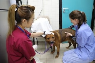 經檢查發現雨雨有心絲蟲病。(愛護動物協會提供) 經檢查發現雨雨有心絲蟲病。(愛護動物協會提供)