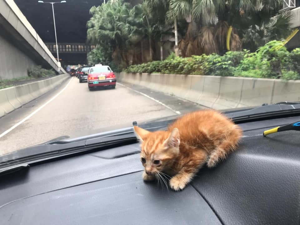 樓主表示昨日丈夫駕車途經藍田觀塘道,突然遇見一貓B衝出馬路,於是馬上截停泥頭車,並成功拯救可憐的貓B。(fb群組「小心駕駛(討論別人駕駛態度)」圖片) 樓主表示昨日丈夫駕車途經藍田觀塘道,突然遇見一貓B衝出馬路,於是馬上截停泥頭車,並成功拯救可憐的貓B。(fb群組「小心駕駛(討論別人駕駛態度)」圖片)