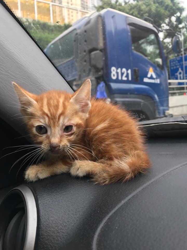 樓主稱貓B非常幸運,「在泥鬼滿佈既觀塘道上居然大難不死,精神尚算飽滿,係瘦左少少,鯨吞咗啲罐罐落肚」。(fb群組「小心駕駛(討論別人駕駛態度)」圖片) 樓主稱貓B非常幸運,「在泥鬼滿佈既觀塘道上居然大難不死,精神尚算飽滿,係瘦左少少,鯨吞咗啲罐罐落肚」。(fb群組「小心駕駛(討論別人駕駛態度)」圖片)
