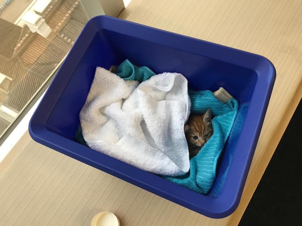 新主人已即時帶貓B做檢查,現時一切狀況良好,不過至今仍未改名。(fb群組「小心駕駛(討論別人駕駛態度)」圖片) 新主人已即時帶貓B做檢查,現時一切狀況良好,不過至今仍未改名。(fb群組「小心駕駛(討論別人駕駛態度)」圖片)