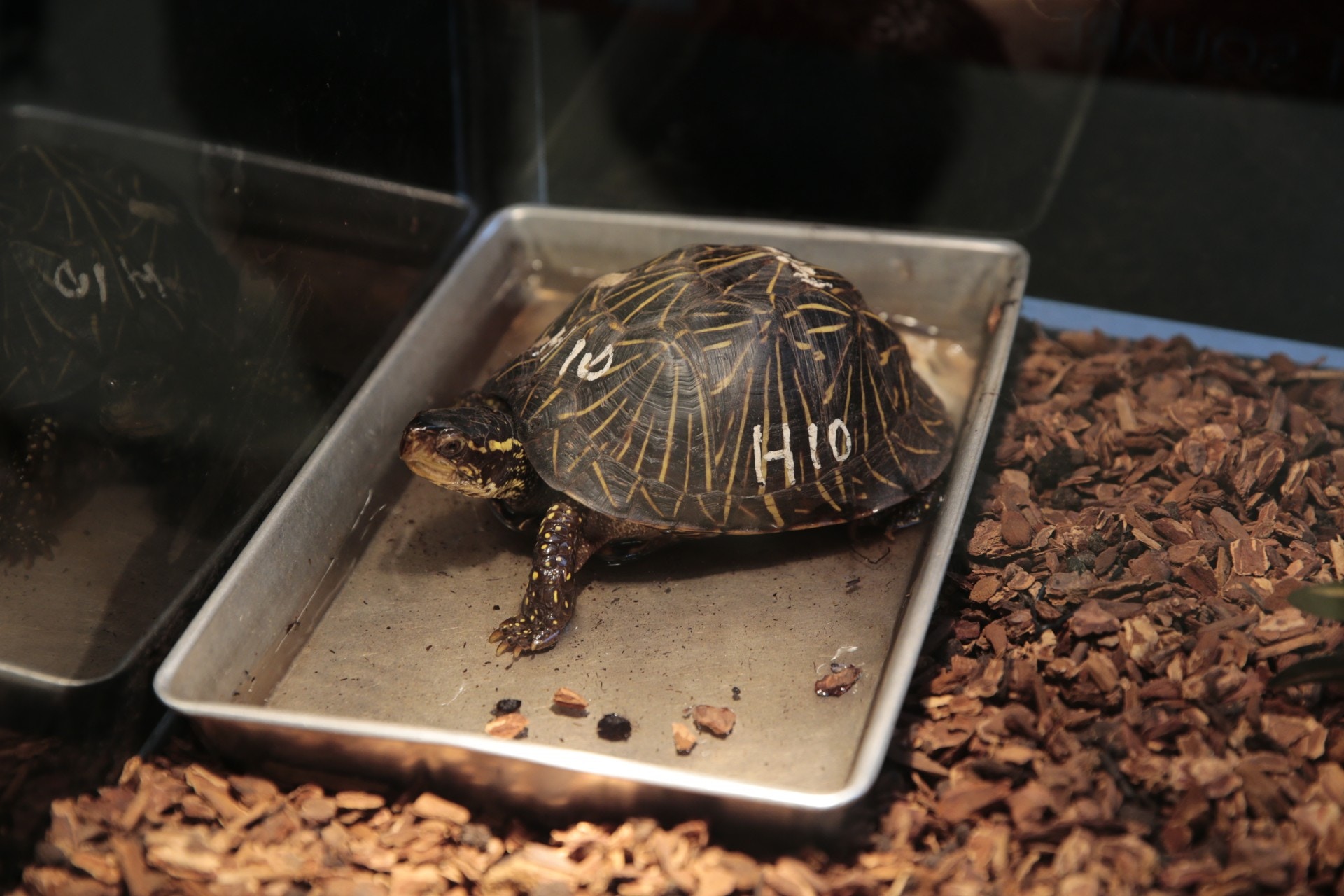 此為佛羅里達箱龜,屬瀕危野生動植物種,飼養適溫為攝氏21至30度。倘在室內飼養,需配以UVB燈、熱燈、水盆、山洞及底材。(梁鵬威攝) 此為佛羅里達箱龜,屬瀕危野生動植物種,飼養適溫為攝氏21至30度。倘在室內飼養,需配以UVB燈、熱燈、水盆、山洞及底材。(梁鵬威攝)