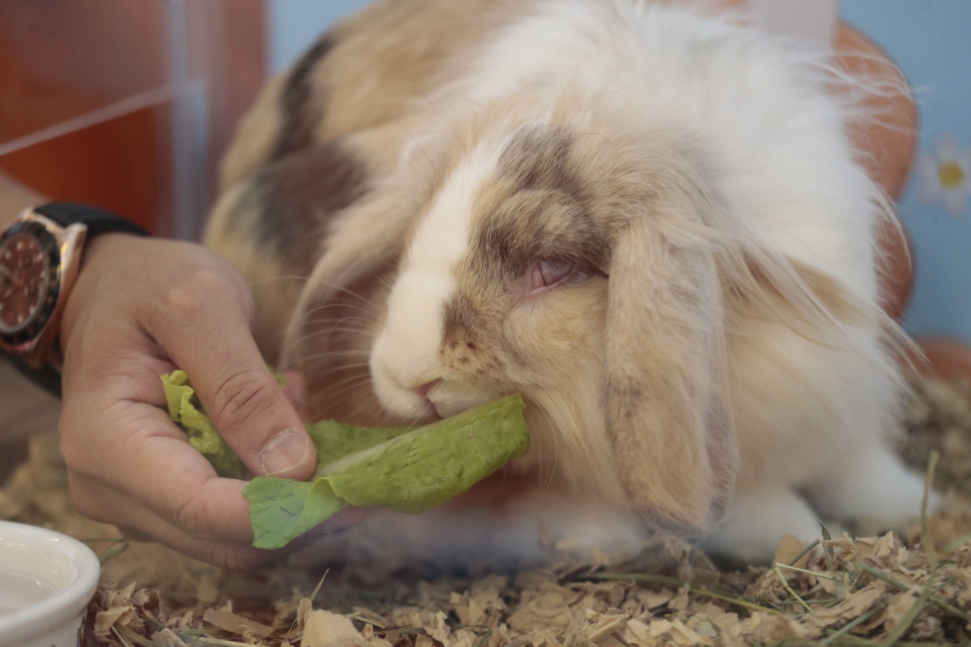 于小姐表示,Po最初被人遺棄在街上,且眼睛潰爛發炎。(梁鵬威攝) 于小姐表示,Po最初被人遺棄在街上,且眼睛潰爛發炎。(梁鵬威攝)