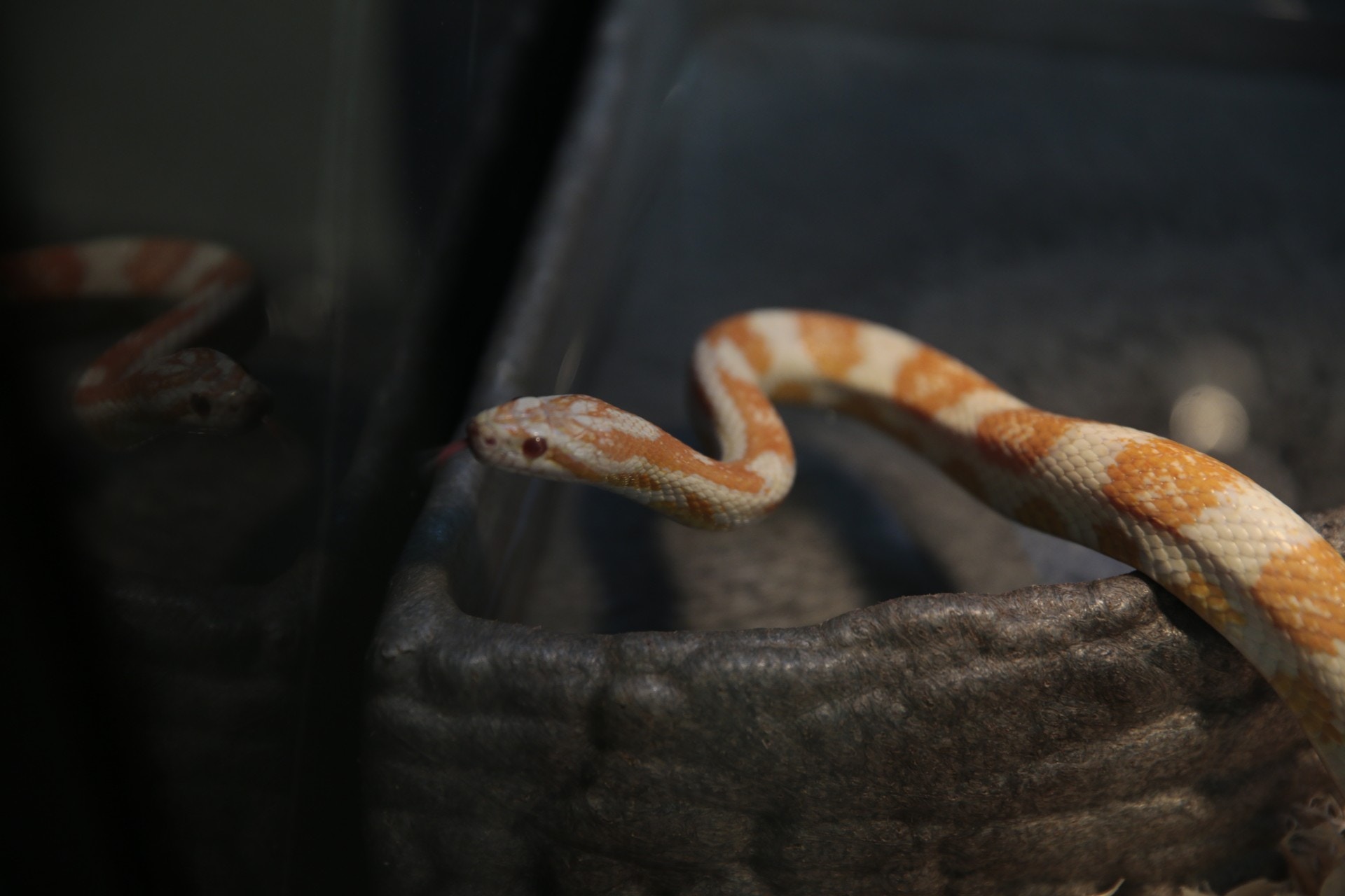 此品種為粟米蛇,是蛇類當中最適合做寵物的種類。而主人需一星期餵飼一至兩次鼠類。(梁鵬威攝) 此品種為粟米蛇,是蛇類當中最適合做寵物的種類。而主人需一星期餵飼一至兩次鼠類。(梁鵬威攝)