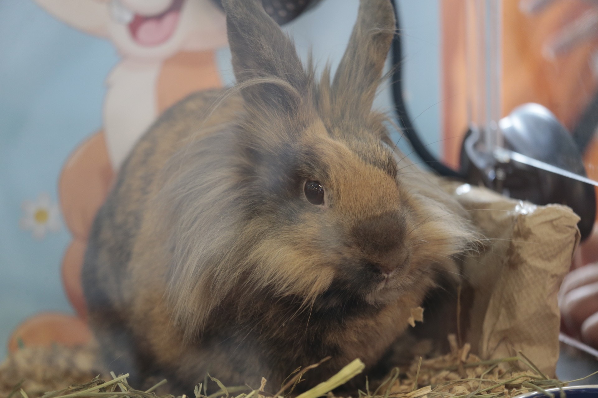 兔子需要有適量運動,每日有四小時或以上在屋內隨意走動較為理想。(梁鵬威攝) 兔子需要有適量運動,每日有四小時或以上在屋內隨意走動較為理想。(梁鵬威攝)