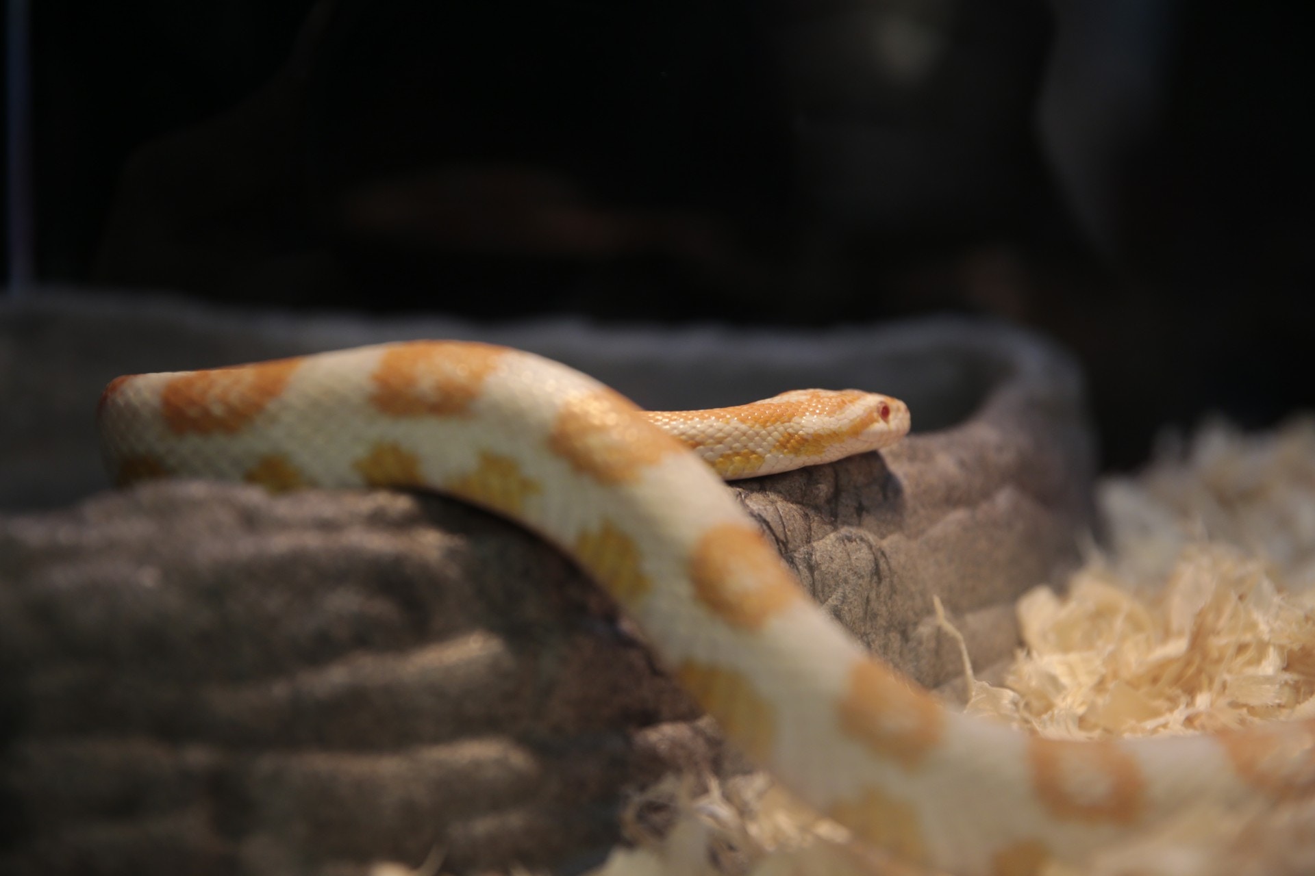粟米蛇在飼養箱內飼養,需要有不同溫度及熱點(25至32度),且需要水盤供飲用及浸泡。(梁鵬威攝) 粟米蛇在飼養箱內飼養,需要有不同溫度及熱點(25至32度),且需要水盤供飲用及浸泡。(梁鵬威攝)