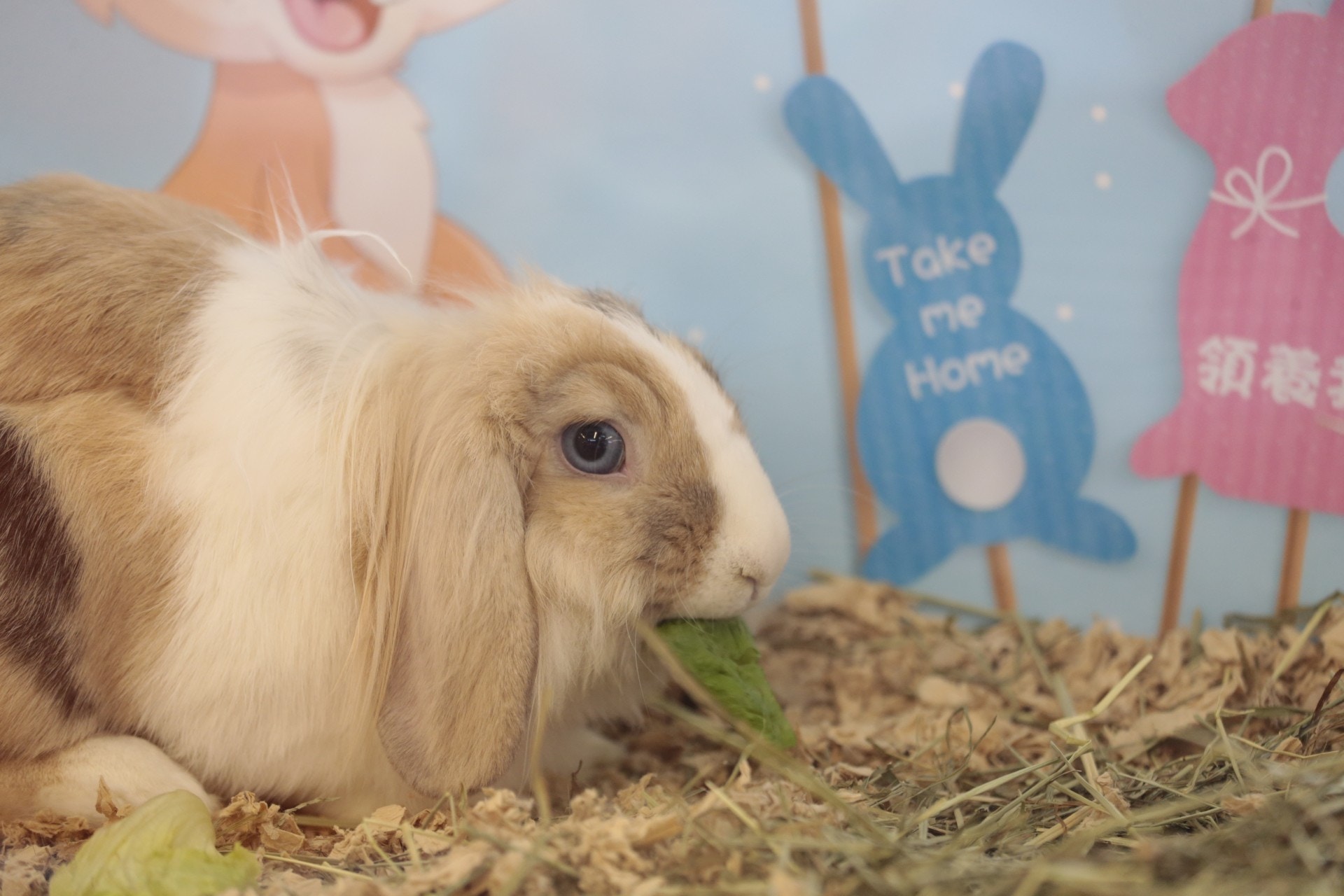 兔子在野生界屬獵物,較傾向隱藏疾病。相比起飼養貓、狗,領養人更需付出耐心。(梁鵬威攝) 兔子在野生界屬獵物,較傾向隱藏疾病。相比起飼養貓、狗,領養人更需付出耐心。(梁鵬威攝)