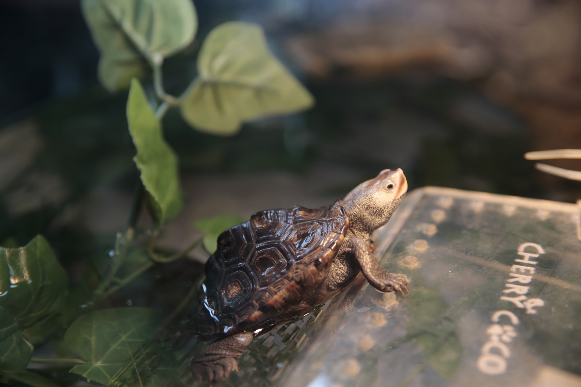 鑽紋龜屬雜食性動物,幼體適合水溫為27至29度;成體則為22至27度。(梁鵬威攝) 鑽紋龜屬雜食性動物,幼體適合水溫為27至29度;成體則為22至27度。(梁鵬威攝)