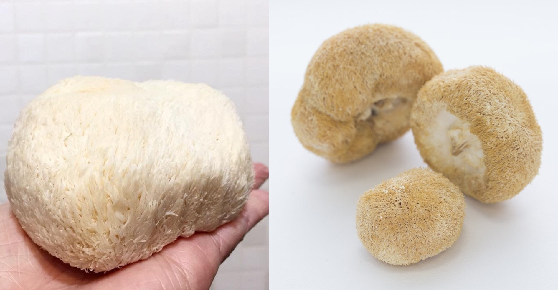入廚貼士 乾貨猴頭菇快速浸泡去苦澀2材料5步驟40分鐘起菜 香港01 教煮
