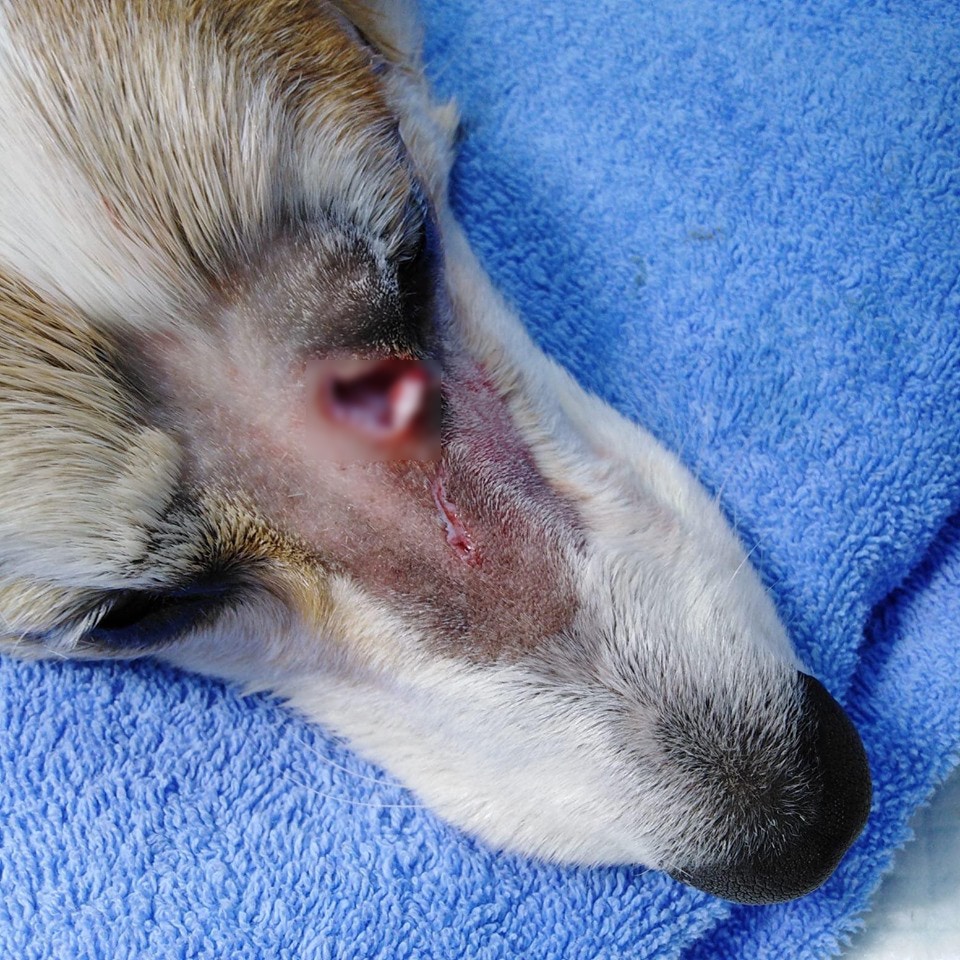 哥基犬的左眼眼角受傷,傷口深及骨。(Facebook@Alia Law) 哥基犬的左眼眼角受傷,傷口深及骨。(Facebook@Alia Law)