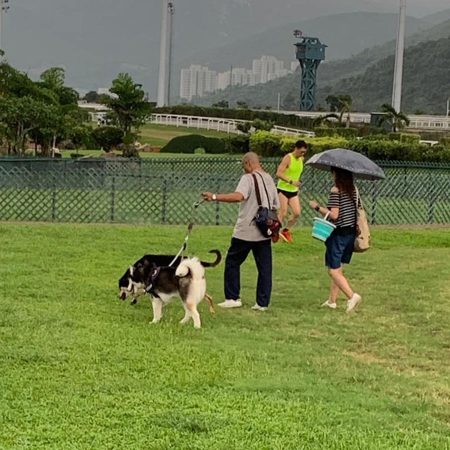 雪橇犬的主人只願意賠償一半金額。(Facebook@Alia Law) 雪橇犬的主人只願意賠償一半金額。(Facebook@Alia Law)