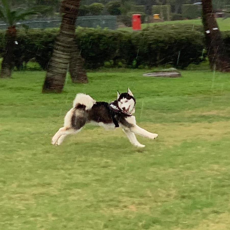 涉事的雪橇犬。(Facebook@Alia Law) 涉事的雪橇犬。(Facebook@Alia Law)