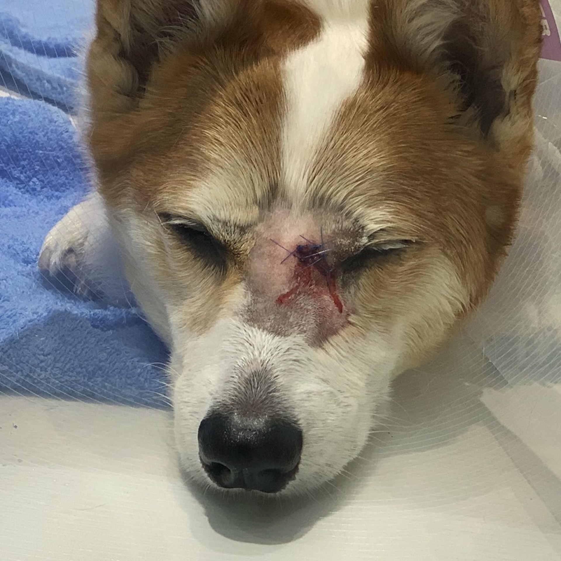 羅小姐引述獸醫指Maru傷口深及骨,需要縫針。(Facebook@Alia Law) 羅小姐引述獸醫指Maru傷口深及骨,需要縫針。(Facebook@Alia Law)