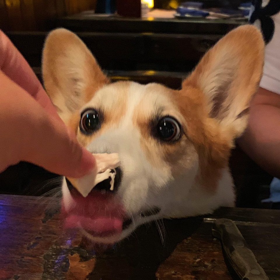 羅小姐自責未有及時間帶走Maru。(Facebook@Alia Law) 羅小姐自責未有及時間帶走Maru。(Facebook@Alia Law)