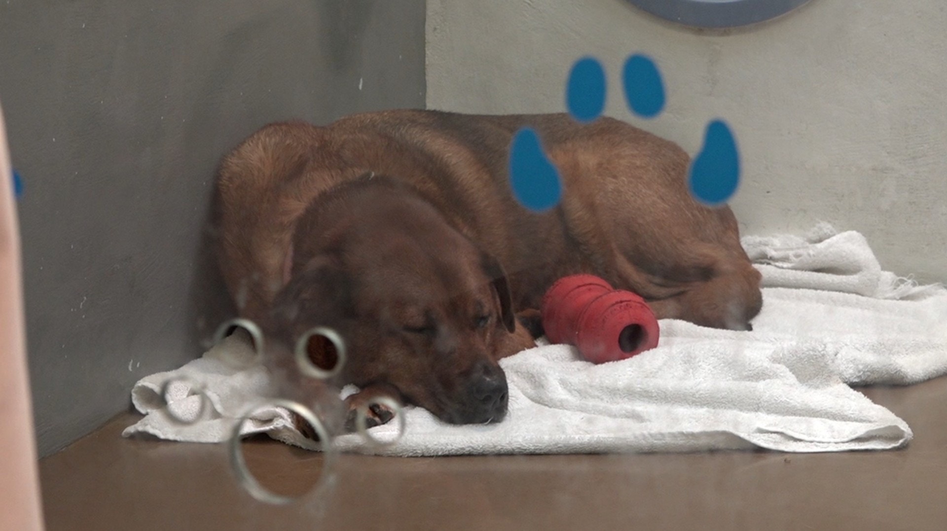 點擊影片,看西鐵避雨狗狗最新情況。(譚威權攝) 點擊影片,看西鐵避雨狗狗最新情況。(譚威權攝)