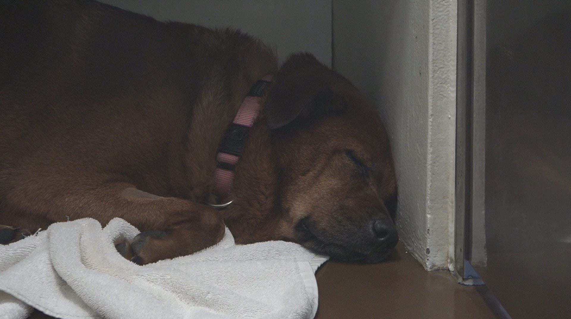 點擊影片,看西鐵避雨狗狗最新情況。(譚威權攝) 點擊影片,看西鐵避雨狗狗最新情況。(譚威權攝)