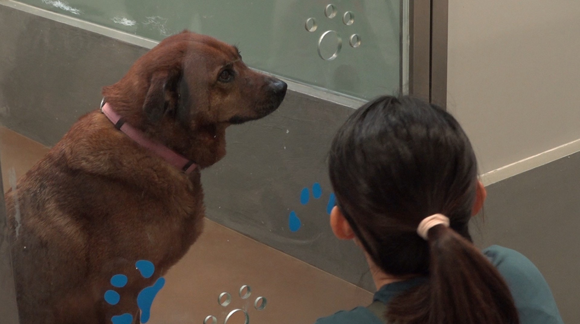 點擊影片,看西鐵避雨狗狗最新情況。(譚威權攝) 點擊影片,看西鐵避雨狗狗最新情況。(譚威權攝)