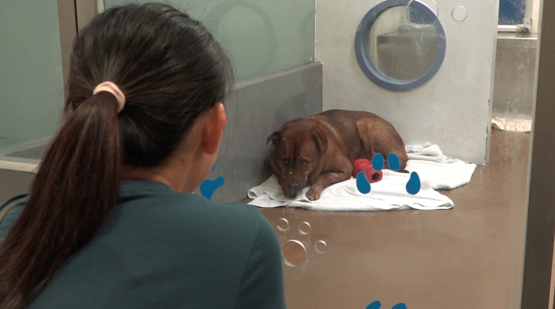 點擊影片,看西鐵避雨狗狗最新情況。(譚威權攝) 點擊影片,看西鐵避雨狗狗最新情況。(譚威權攝)