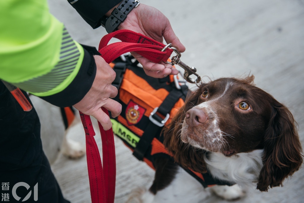 消防處為配合救援行動,成立搜索犬隊。(資料圖片 / 李澤彤攝) 消防處為配合救援行動,成立搜索犬隊。(資料圖片 / 李澤彤攝)
